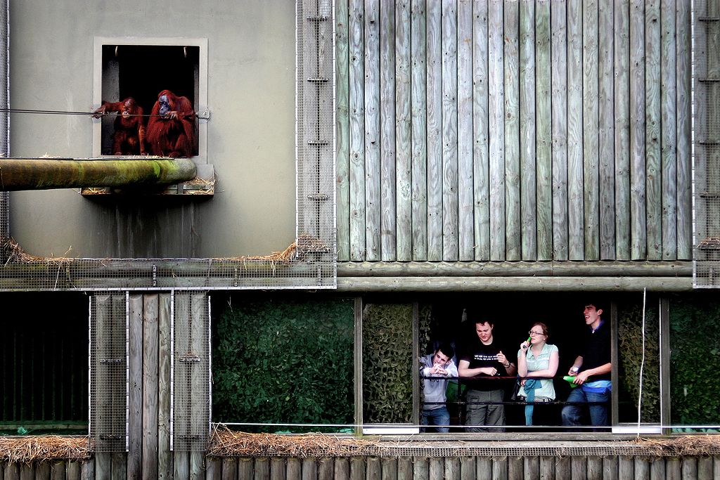 Awaiting feeding time at Jersey Zoo