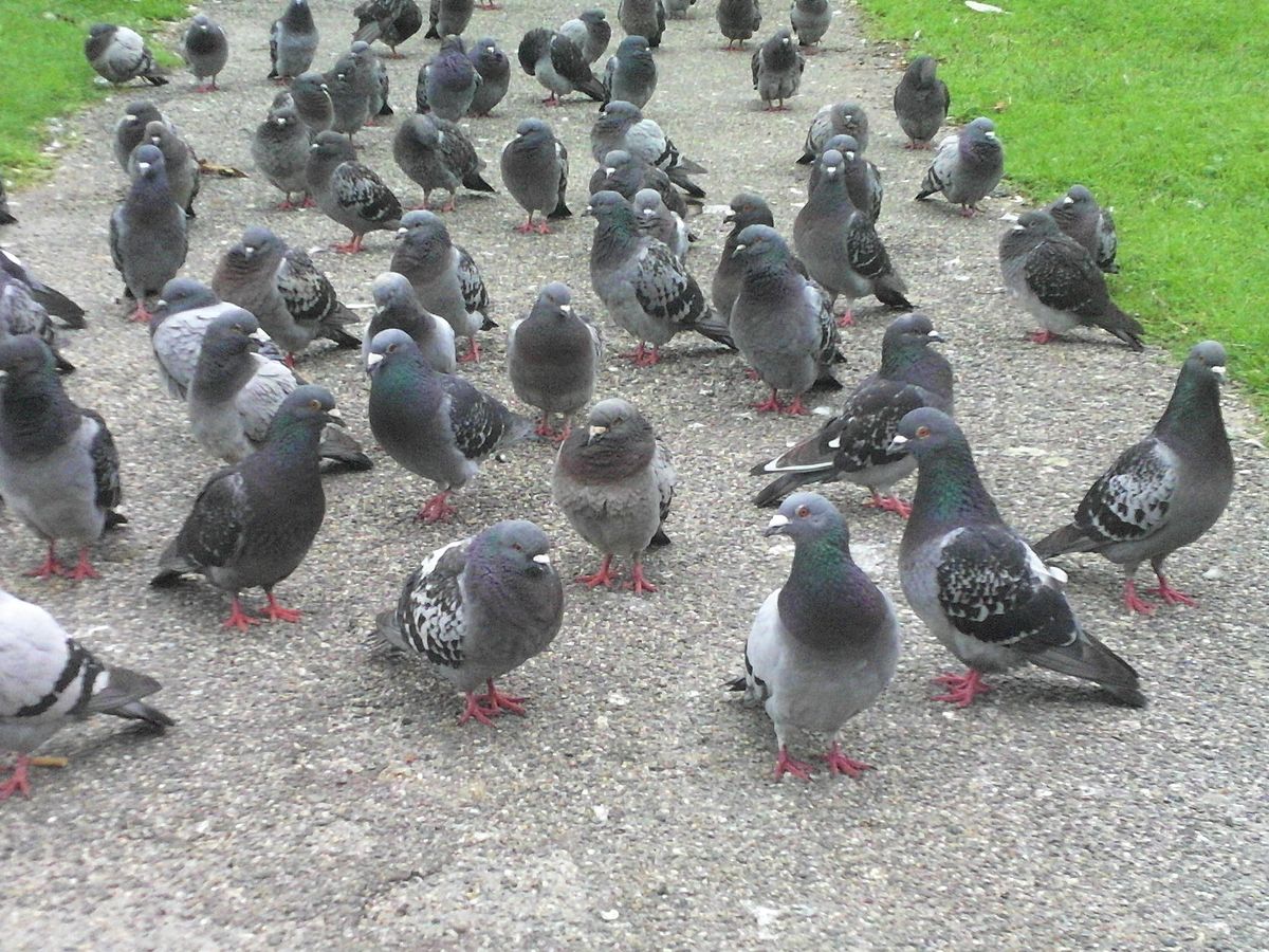 A gathering of pigeons in the city park Zuiderpark, The Hague.