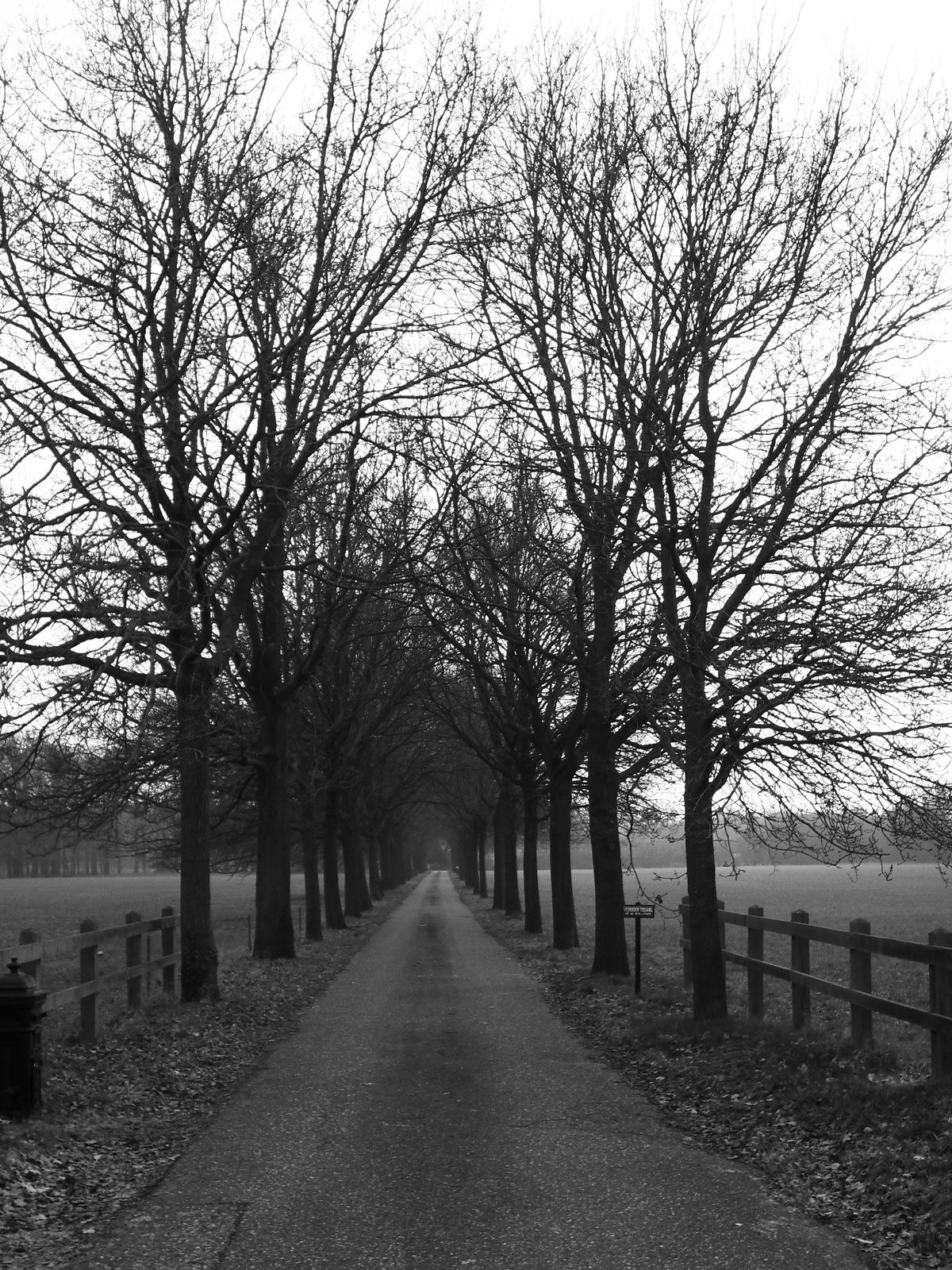 Weggetje tussen de bomen door.