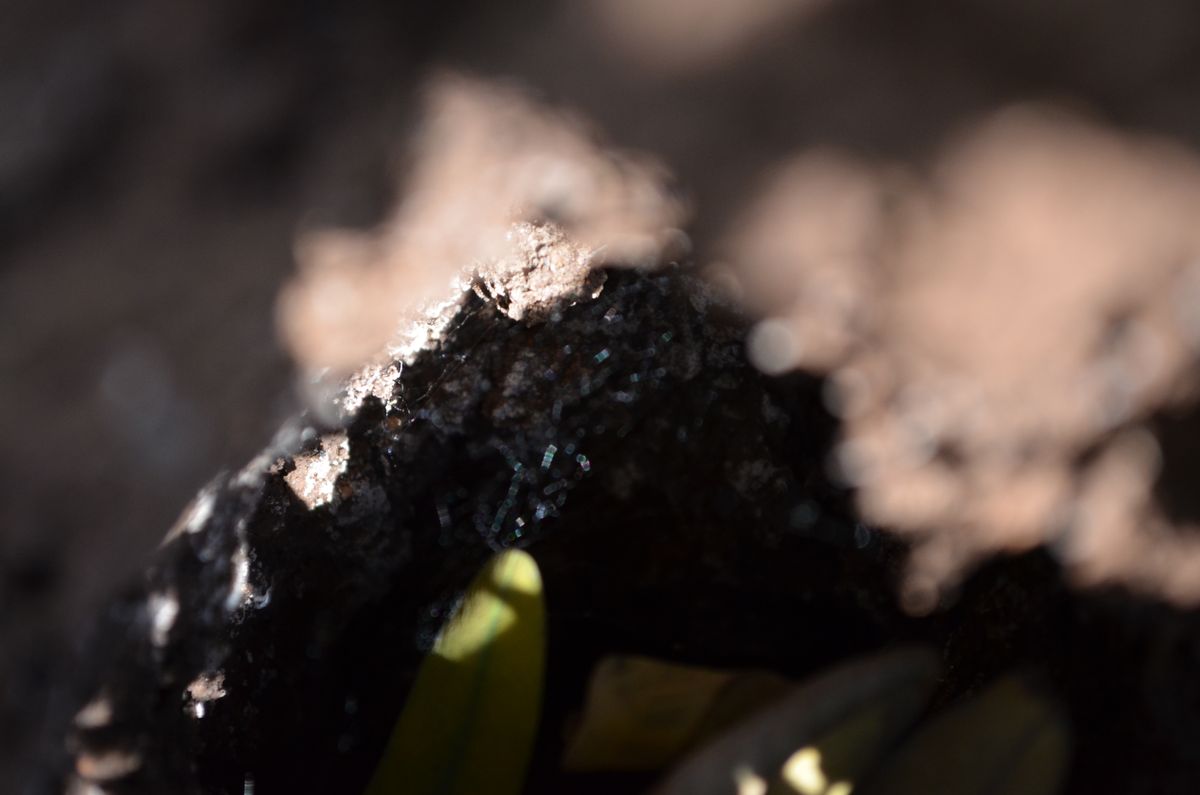 This is a piece of bark taken from a unique perspective.