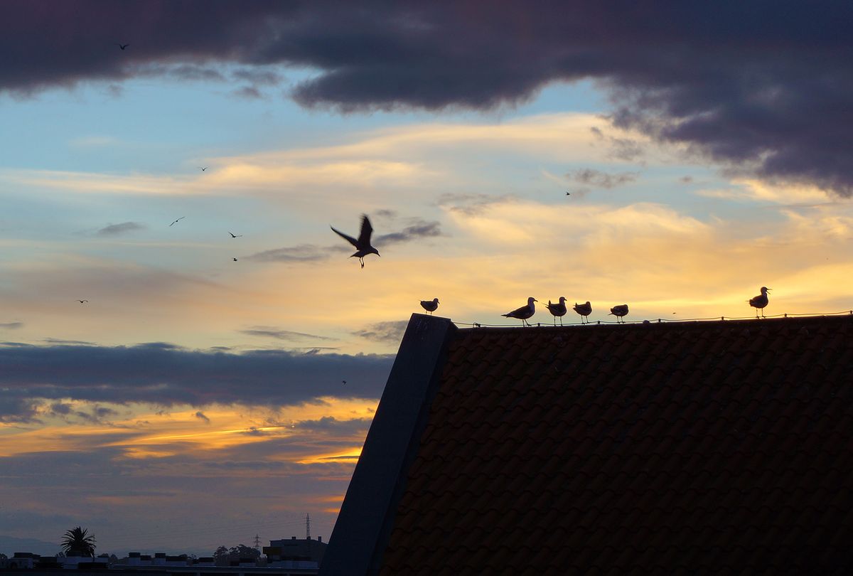 Gaivotas da madrugada / Dawn seaguls