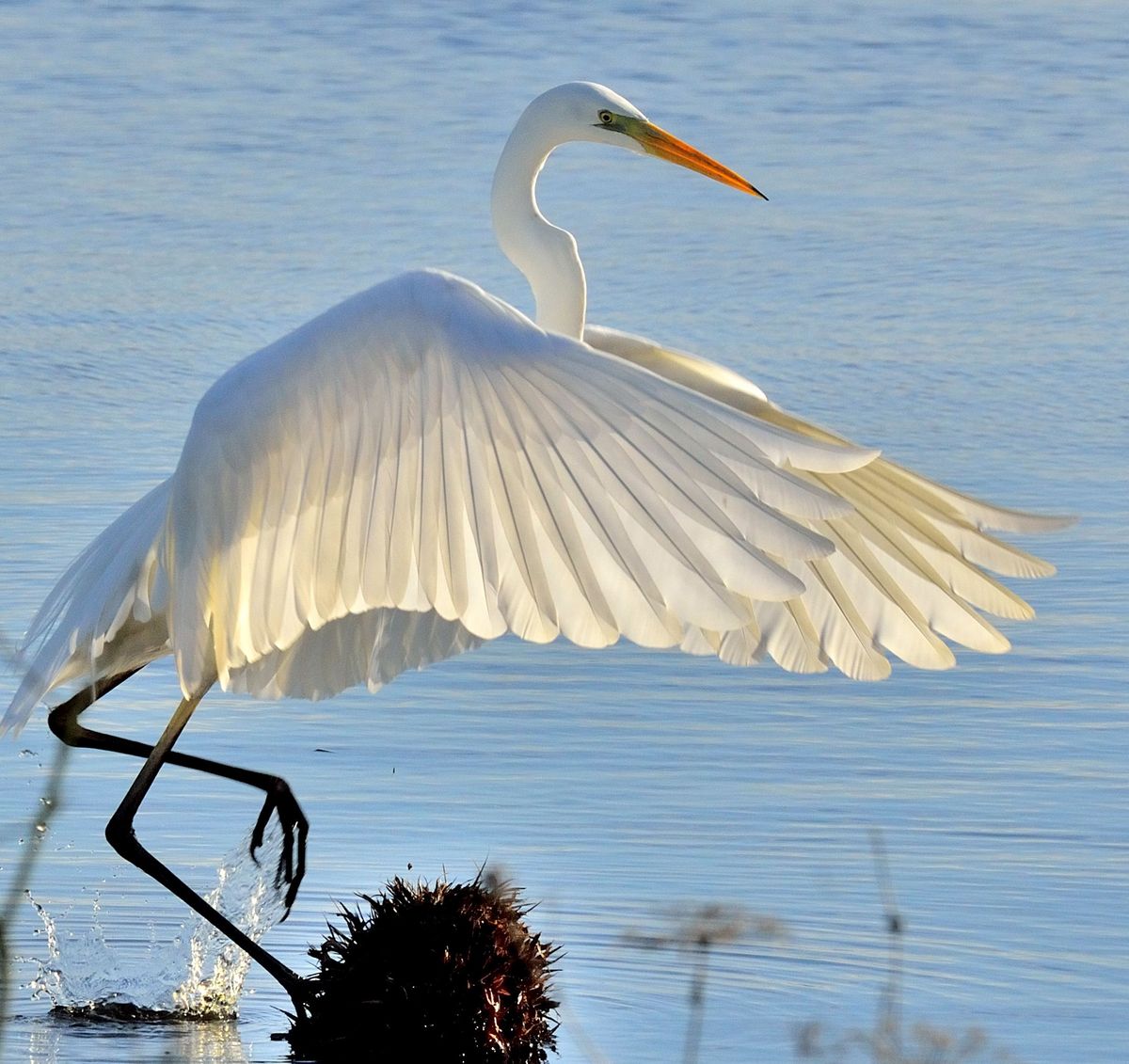 Grote zilverreiger