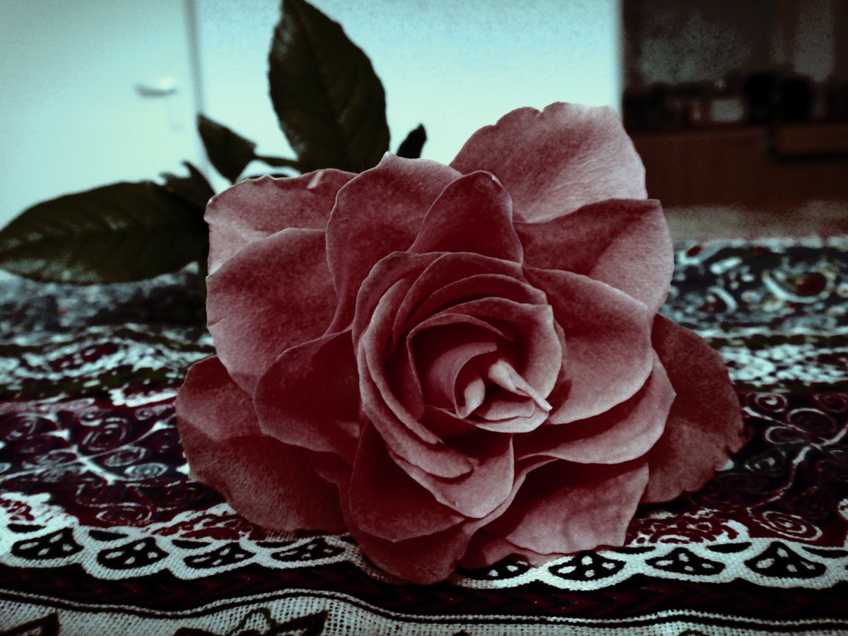 Pink Rose