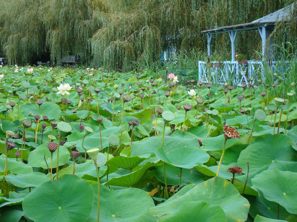 Cabanes au milieu de lotus sacrés