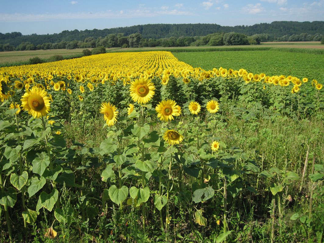 Sonnenblumenfeld in der Steiermark