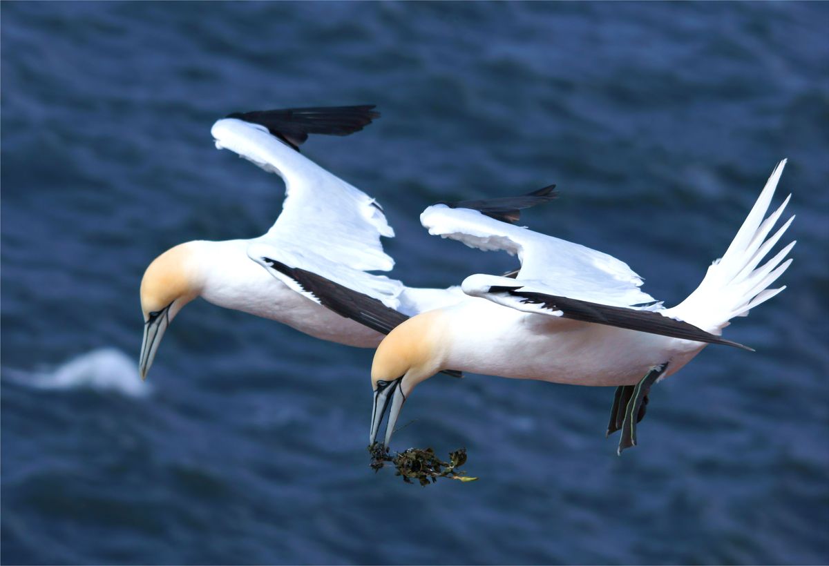 Basstölpel auf Helgoland, einer hat Nistmaterial im Schnabel