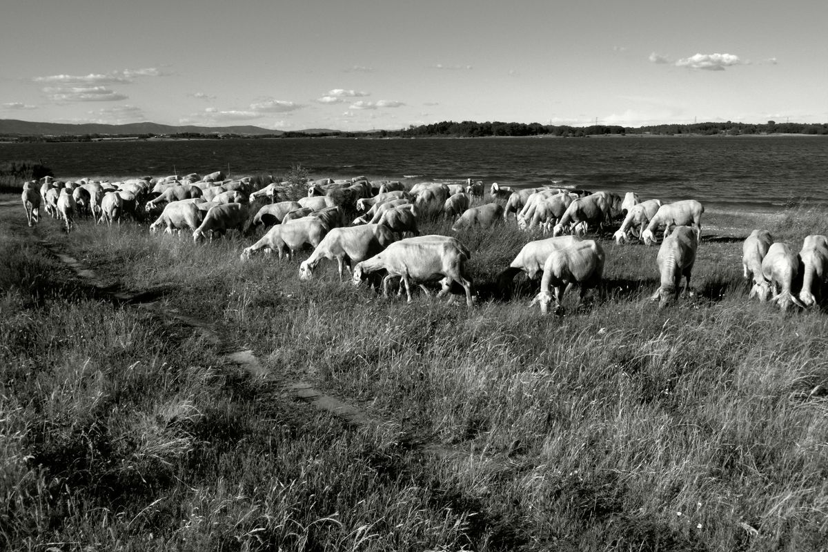 Lakeside Sheep at Barragem da Marateca, Portugal