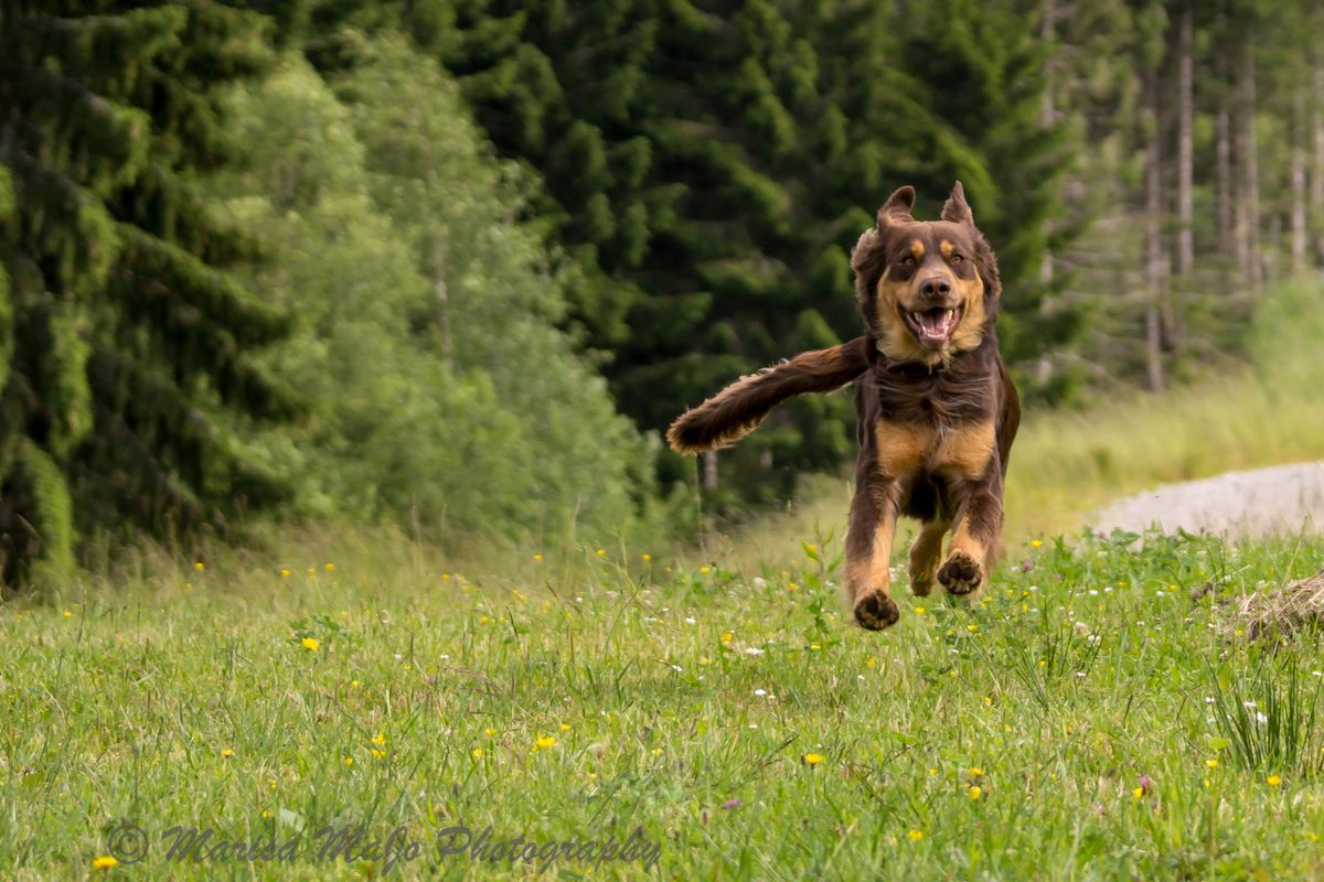 normalerweise ist Ben (ein Hund aus der Tötungsstation in Budapest) eher ein gemütlicher Zeitgenosse! Hier zeigt er seine Energie!)