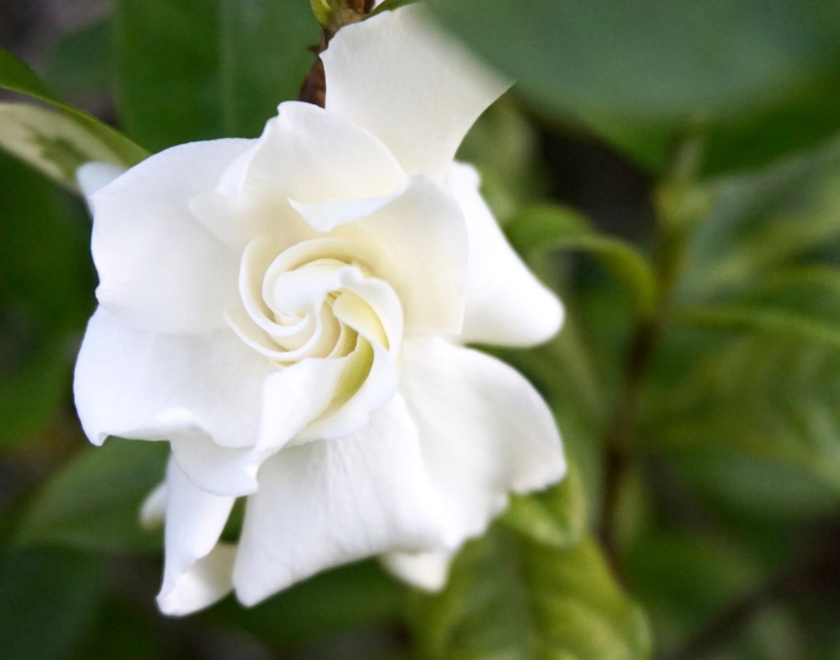 The national flower of the Philippines, Sampaguita.