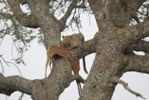A leopard in a tree with a thomsons gazelle looking directly into the camera. Taken in the Serengeti National Park in Tanzania by David Trepess
