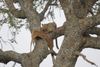 A leopard in a tree with a thomsons gazelle looking directly into the camera. Taken in the Serengeti National Park in Tanzania by David Trepess