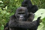 Mountain Gorillas in Bwindi Impenetrable Forest, Uganda by David Trepess