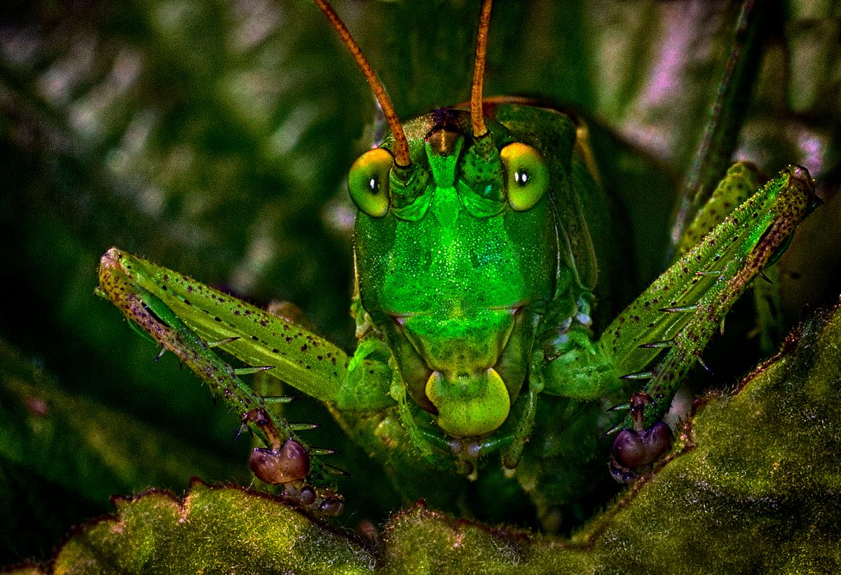 Schau mir in die Augen