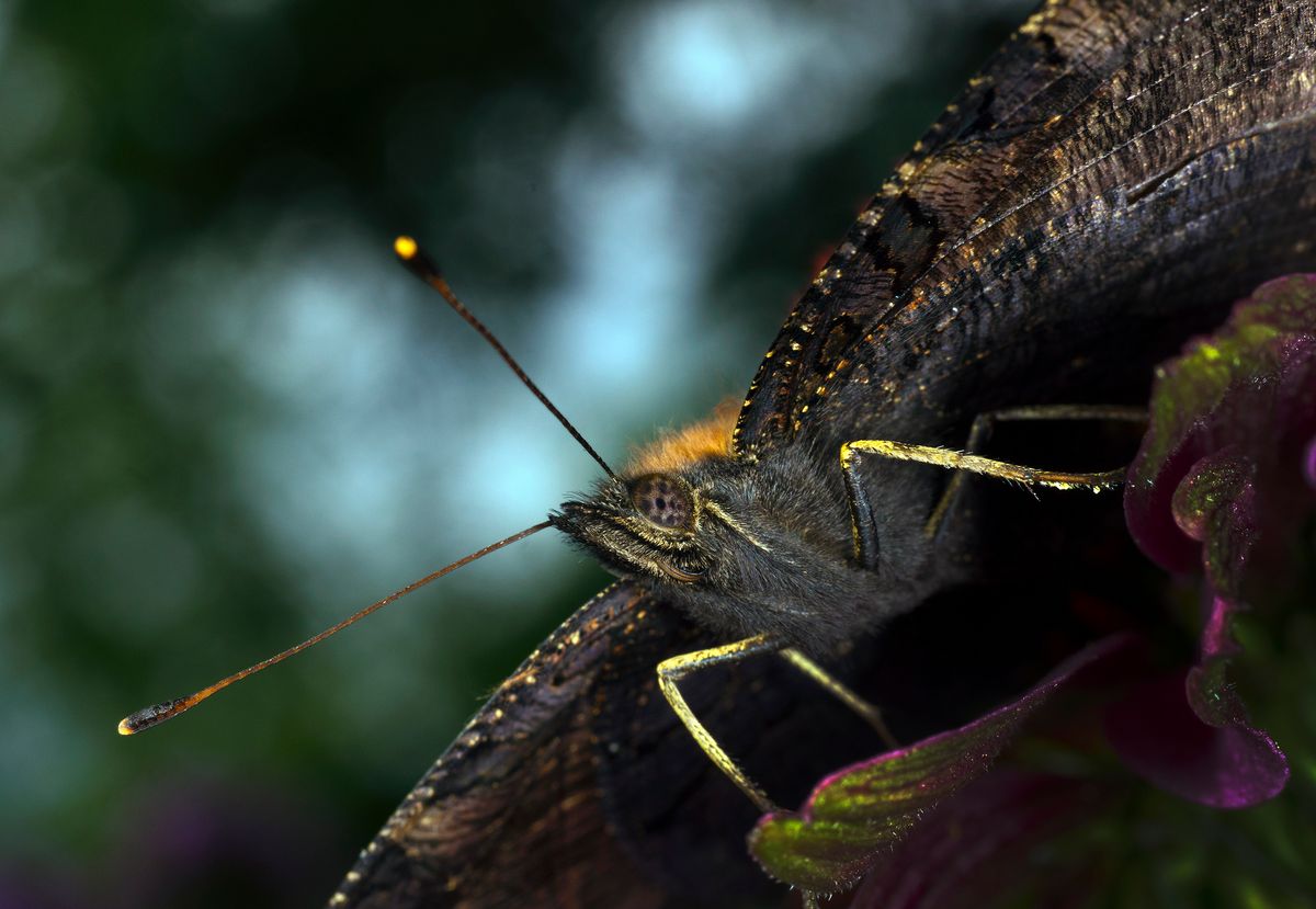 Unter dem Schmetterling