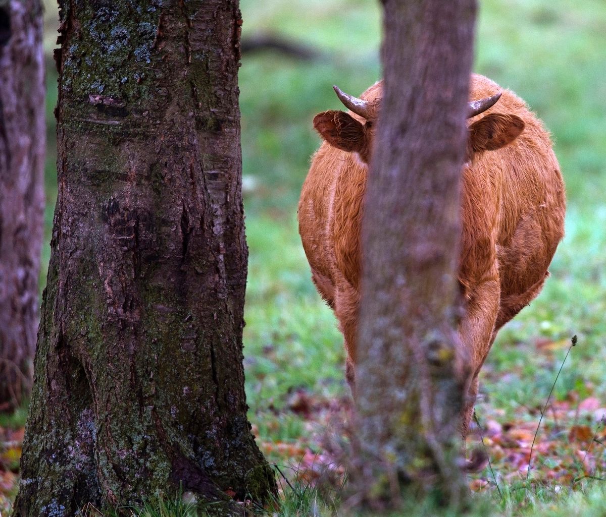 Komm spiel mit verstecken.jpg