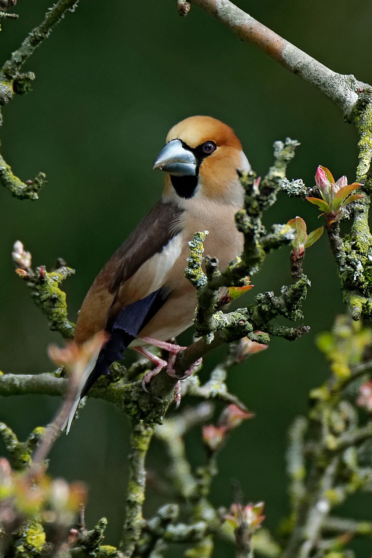 (Coccothraustes coccothraustes)