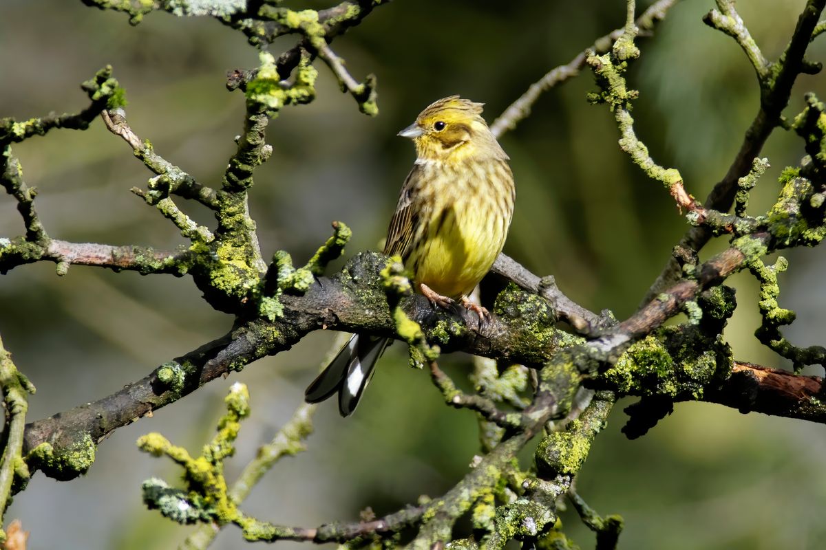 Der 1:1 Ausschnitt einer Goldammer (Emberiza citrinella) entstand unter Nutzung eines Minolta AF 1.4x APO Telekonverter was zu einer Brennweite von 840mm geführt hat / Location : Schapen in Emsland / Exif-Daten : Sony A77, Minolta 400mm, -A- , F/8, 1/500s und ISO 320