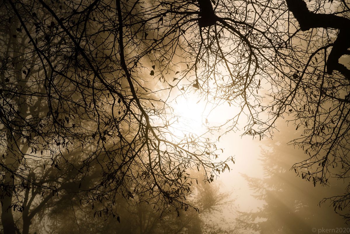 Nebelgrenze im Wald