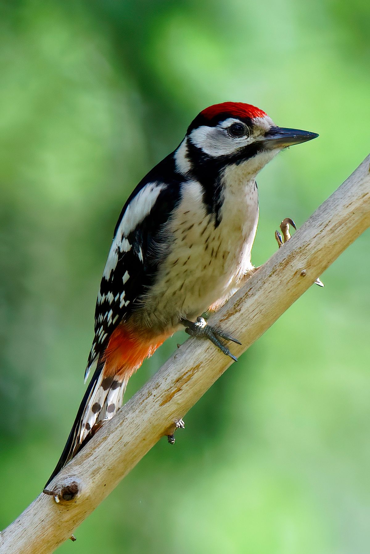 Der Buntspecht war Vogel des Jahres 1997 in Deutschland und sein Wissenschaftlicher Name lautet: Dendrocopos major