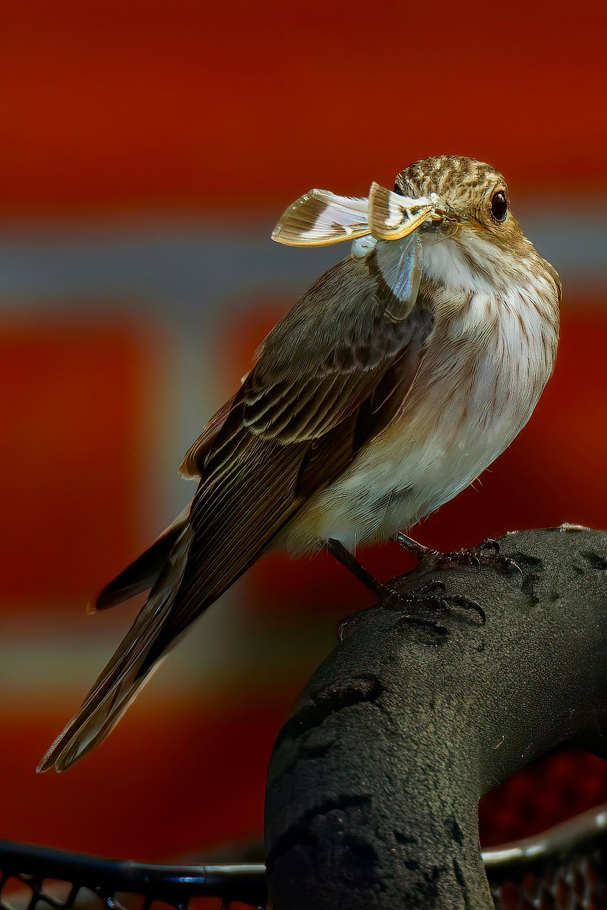 Ein Grauschnäpper, hat einen Falter als Nahrung für ihre Nachkommen gefangen. Das Bild wurde in APS-C Modus mit einer Alpha α99II und angesetzten Tamron SP 150-600mm bei 600mm aufgenommen. Entspricht eine Äquivalenten Brennweite von 900mm. Weitere Exif-Daten : Belichtungsprogramm: M, ISO: 250, Verschlusszeit: 1/320 Sek. und die Blende war 8