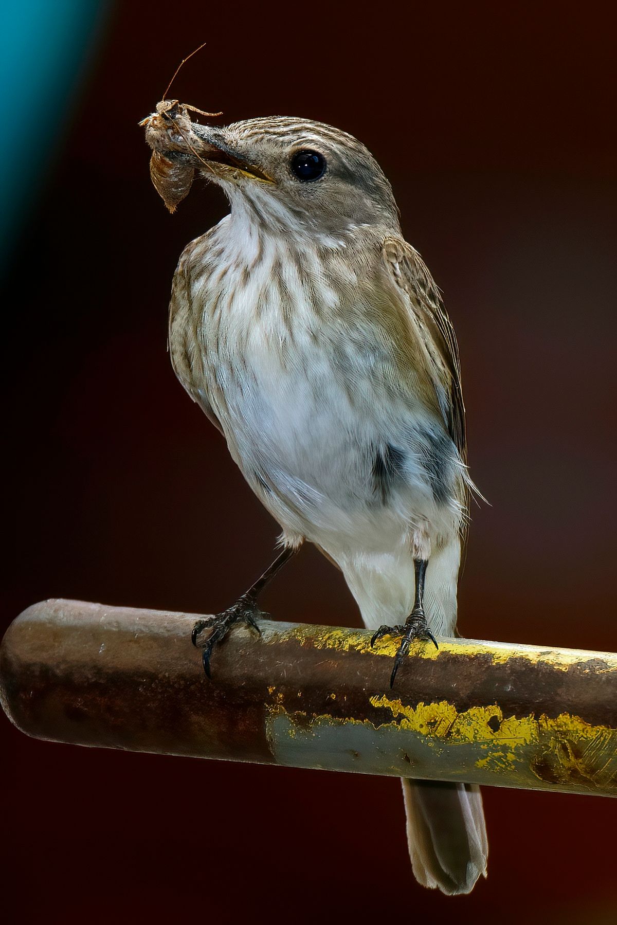 Ein Grauschnäpper, hat ein großes Insekt, als Nahrung für ihre Nachkommen gefangen. Das Bild wurde in APS-C Modus mit einer Alpha α99II und angesetzten Tamron SP 150-600mm bei 600mm aufgenommen. Entspricht eine Äquivalenten Brennweite von 900mm. Weitere Exif-Daten: Belichtungsprogramm: M, ISO: 250, Verschlusszeit: 1/320 Sek. und die Blende war 8