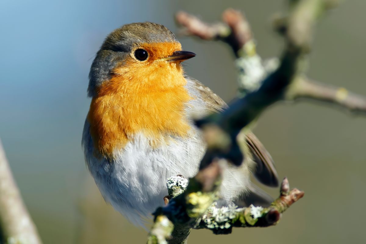 Ein Rotkehlchen in der prallen Sonne. Der Wissenschaftlicher Name lautet: (Erithacus rubecula) Exif-Daten: Sony ILCA-99M2,  Minolta 4.5/400mm APO, plus Minolta-Telekonverter 1,4x APO, -M-, Brennweite: 840mm in APS-C Modus, Verschlusszeit: 1/500s, Blende: 7,1, ISO 250