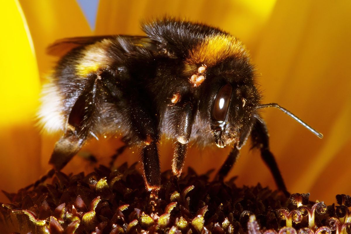 Die Steinhummel wurde stellvertretend für die rund dreißig heimischen Hummelarten, als das "Insekt des Jahres 2005" gekürt.