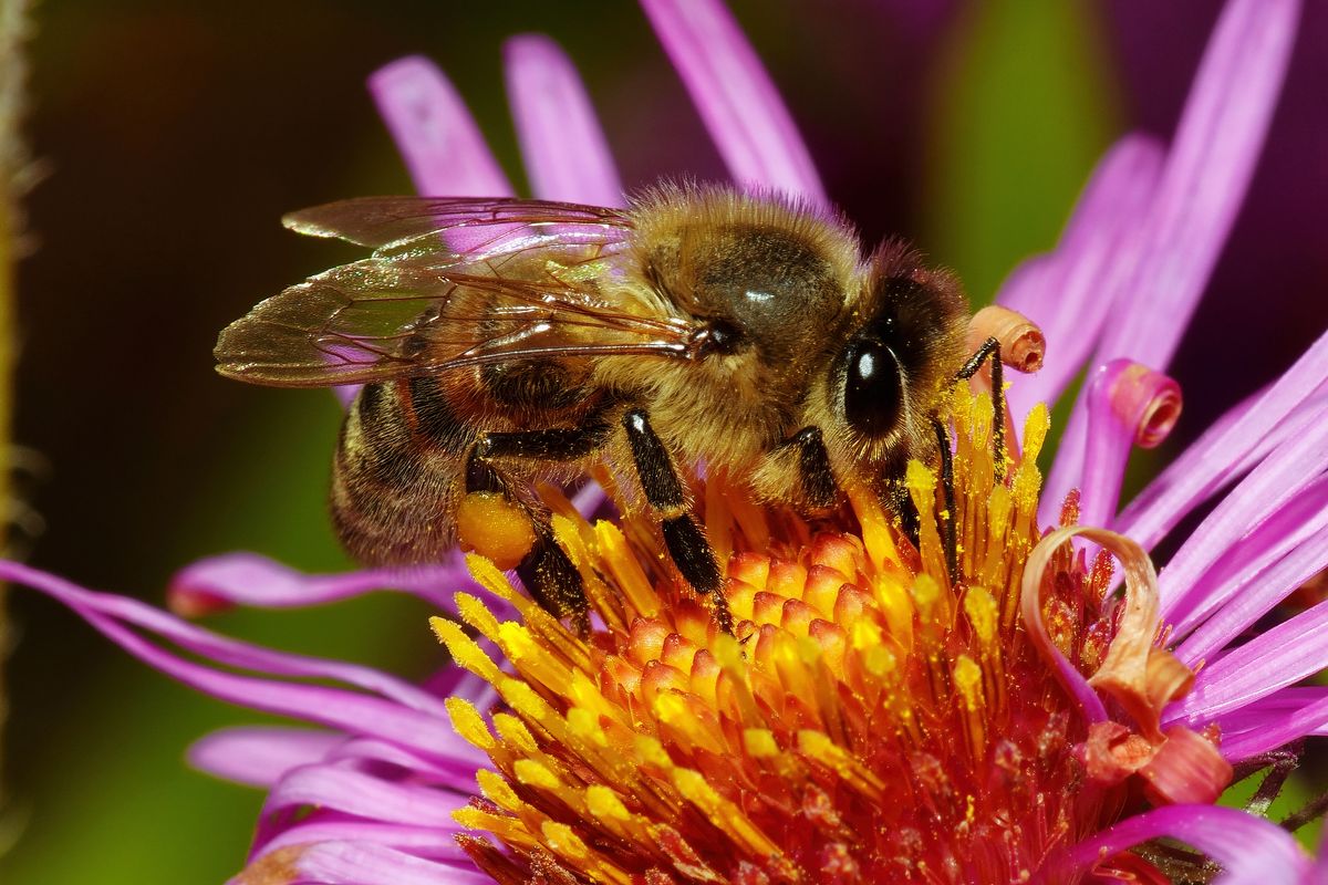 Eine Honigbiene beim Nektarsammeln  auf eine Aster Blüte.   EXIF: Alpha α1 und Minolta MACRO 100mm F2.8, LA-EA5 Objektiv Adapter, Blitz wurde ausgelöst, Blitz erzwingen-Modus, Messblitz-Licht zurückgeworfen, Belichtungsprogramm: M, Verschlusszeit: 1/400s, Blende: 13, ISO 80, Freihand Aufnahmetechnik