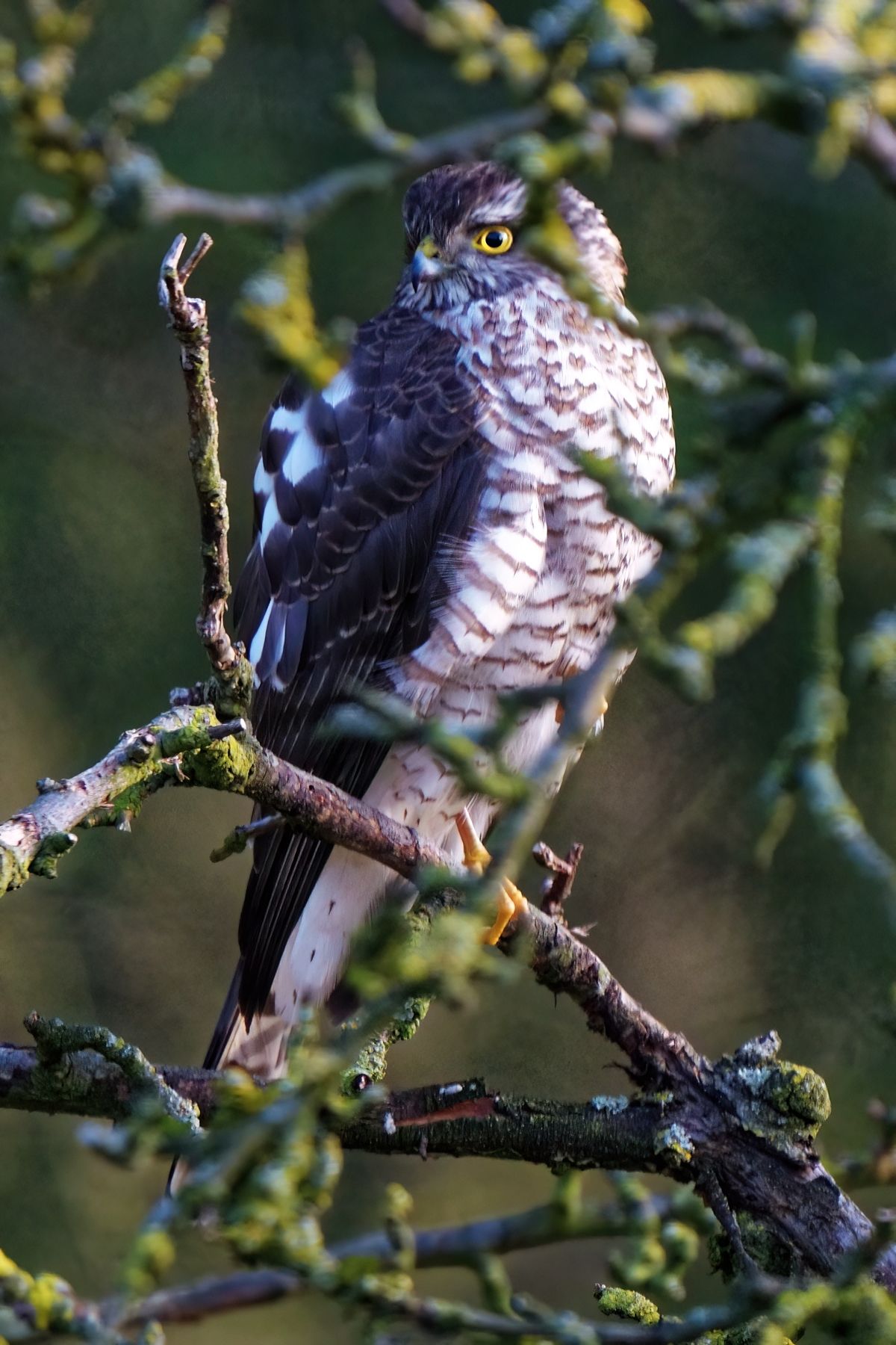 Der tödliche Blick des Vogeljägers, auf der Speisekarte des Sperbers stehen auch Säugetiere wie Wühlmäuse.