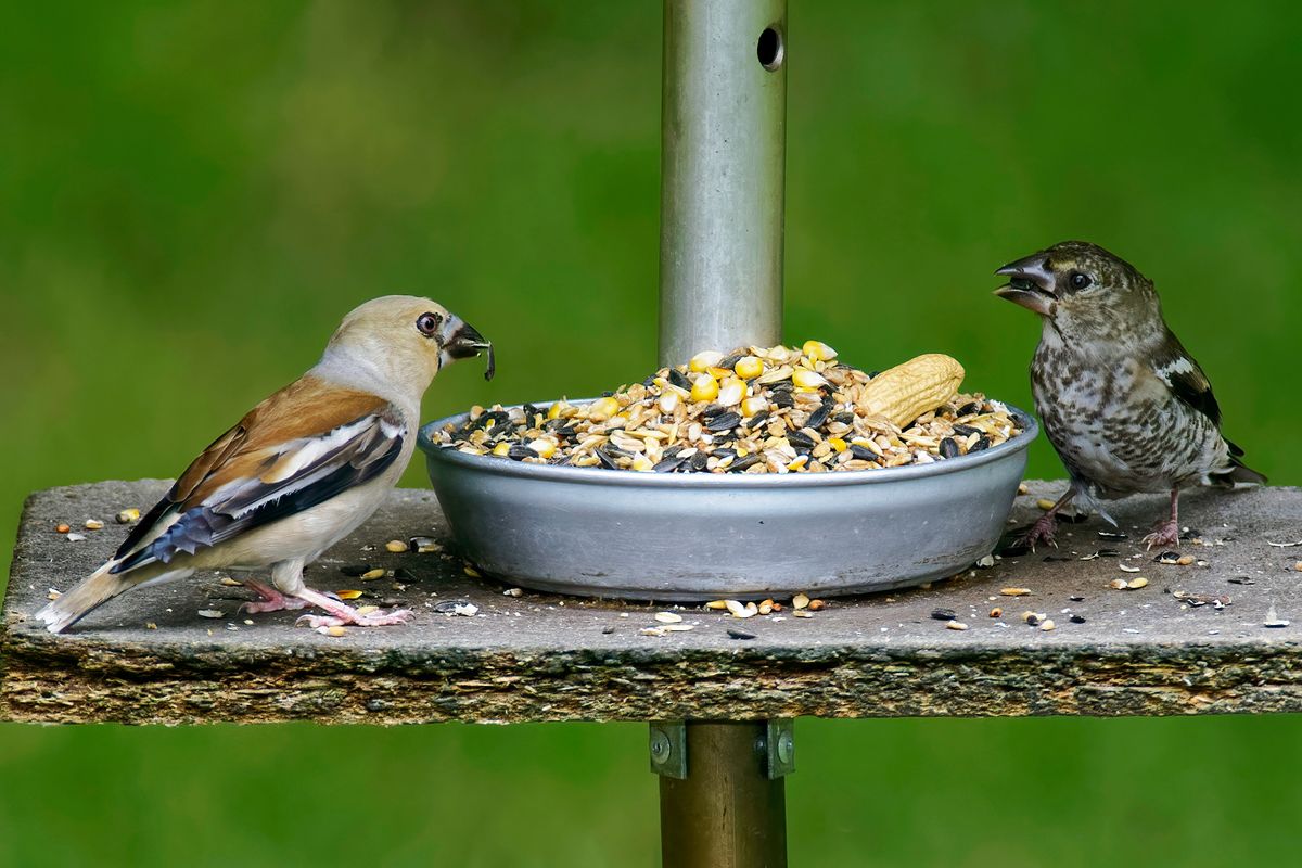 Zwei Kernbeißer Jungvögel in Futterhaus