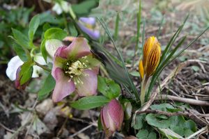 Christrose und Krokus