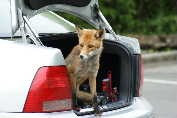 Der Fuchs hat den Kofferraum durchsucht.