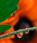 Nach einem Landregen ergaben sich diese Wassertropfen, in denen sich die dahinter befindliche Mohnblüte spiegelte.