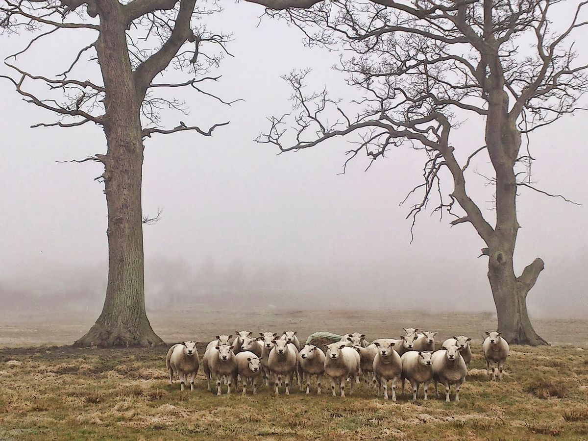 Silence of the lambs. Very early morning on the way from Copenhagen to the ferry. I saw these beautiful sheep in a field. I only had my phone and ran in and took the picture. (Sony experia S)