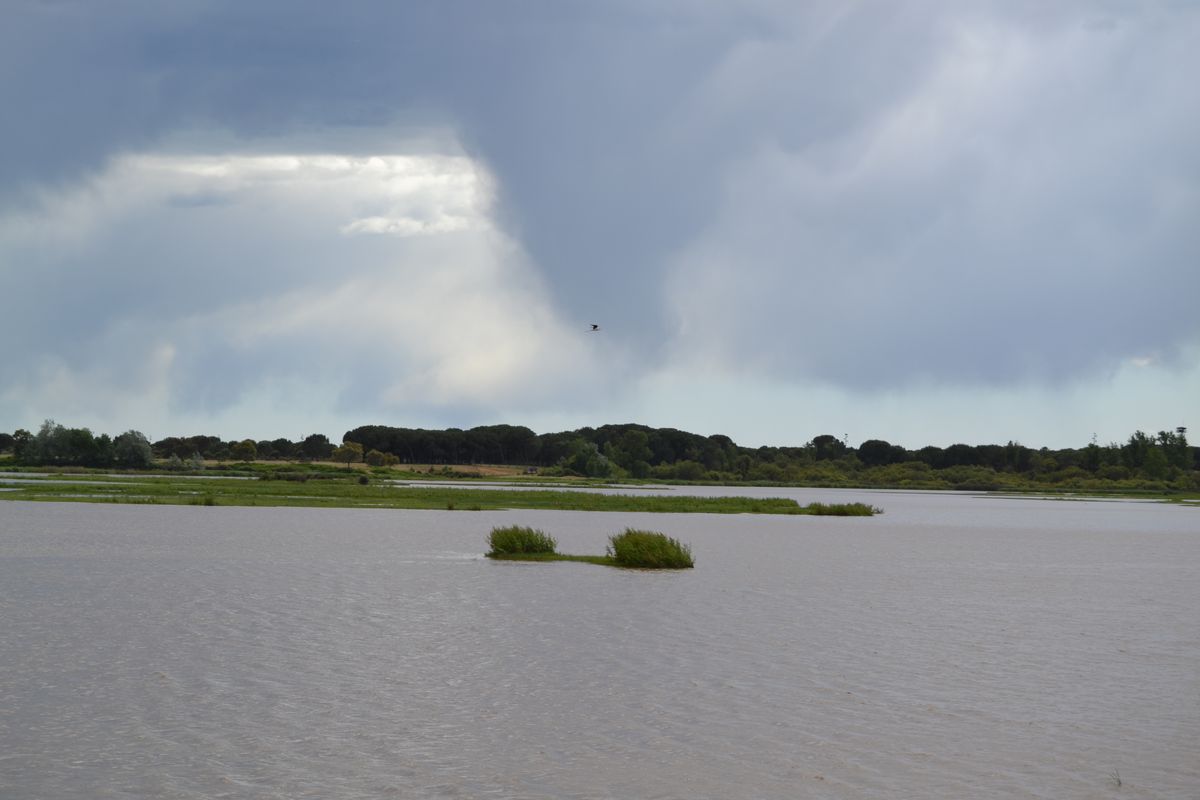 Las marismas- Aldea de el Rocío (Huelva)