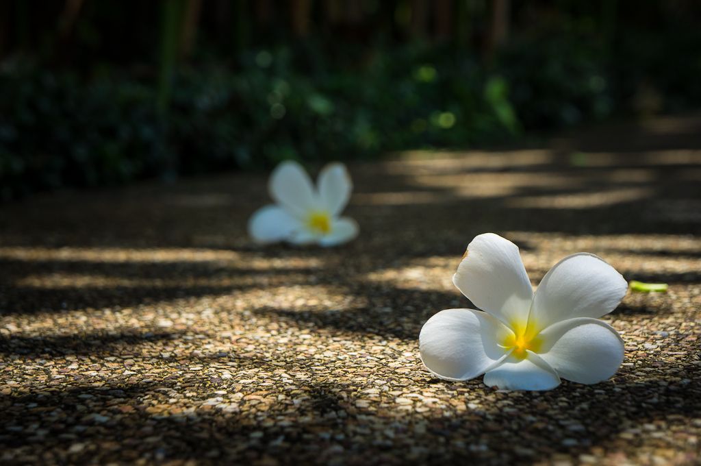 Thai sun and flowers